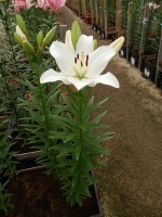 [5103 Parrano VH No02.JPG]